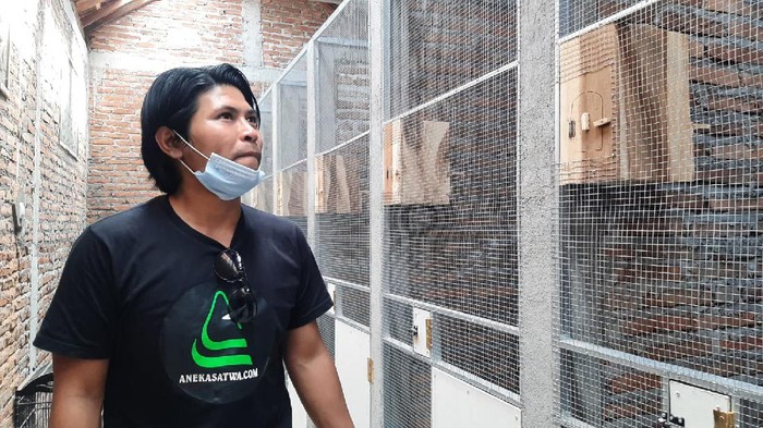 Penangkaran Murai Batu/Indra Proneto/Foto: Ari Purnomo