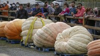 Kompetisi ini digelar di pertanian Krause Berry, Langley, Kanada, Sabtu 2 Oktober 2021.