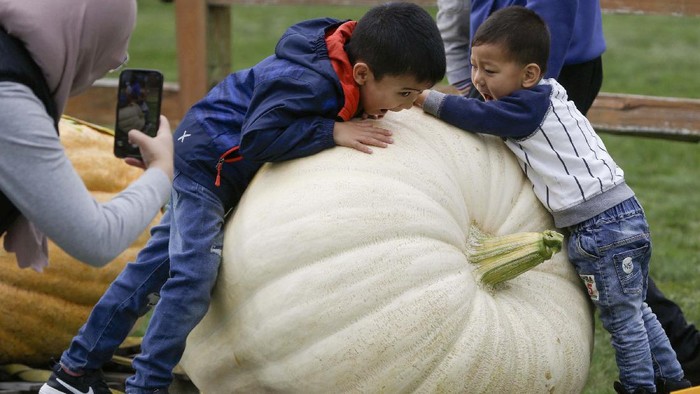 (211002) -- LANGLEY, 2 Oktober, 2021 (Xinhua) -- Anak-anak bermain-main dengan labu dalam Penimbangan Labu Raksasa di Krause Berry Farms di Langley, British Columbia, Kanada, pada 2 Oktober 2021. (Xinhua/Liang Sen)