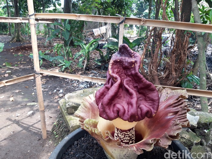 Bunga Bangkai di Tangsel