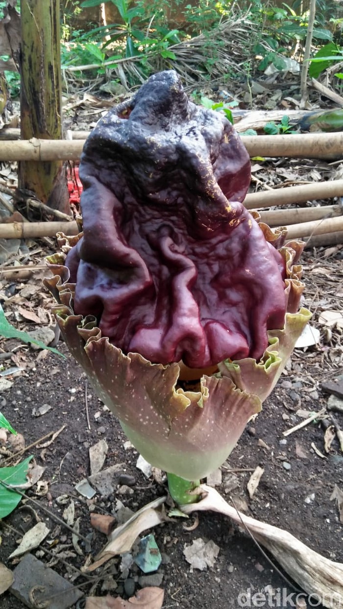 Bunga Bangkai di Tangsel Bunga Bangkai di Tangsel