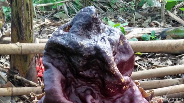 Penampakan Bunga Bangkai Suweg Tumbuh di Halaman Warga Pamulang