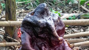 Penampakan Bunga Bangkai Suweg Tumbuh di Halaman Warga Pamulang