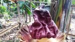 Penampakan Bunga Bangkai Suweg Tumbuh di Halaman Warga Pamulang