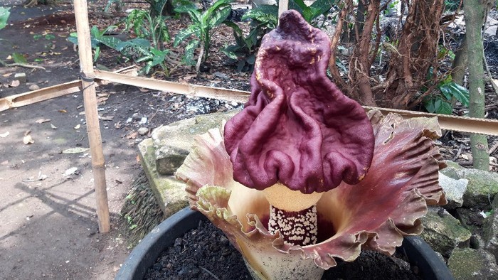 Bunga bangkai ditemukan di pekarangan rumah warga di Pamulang Tangsel (Foto: Rakha/detikcom)