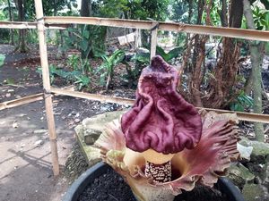 Wah, Bungai Bangkai Tumbuh di Pekarangan Rumah Warga di Pamulang