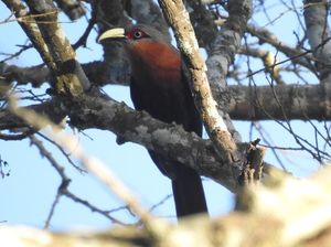 Ada 43 Jenis Burung di Hutan Lindung Malang, 9 Dilindungi
