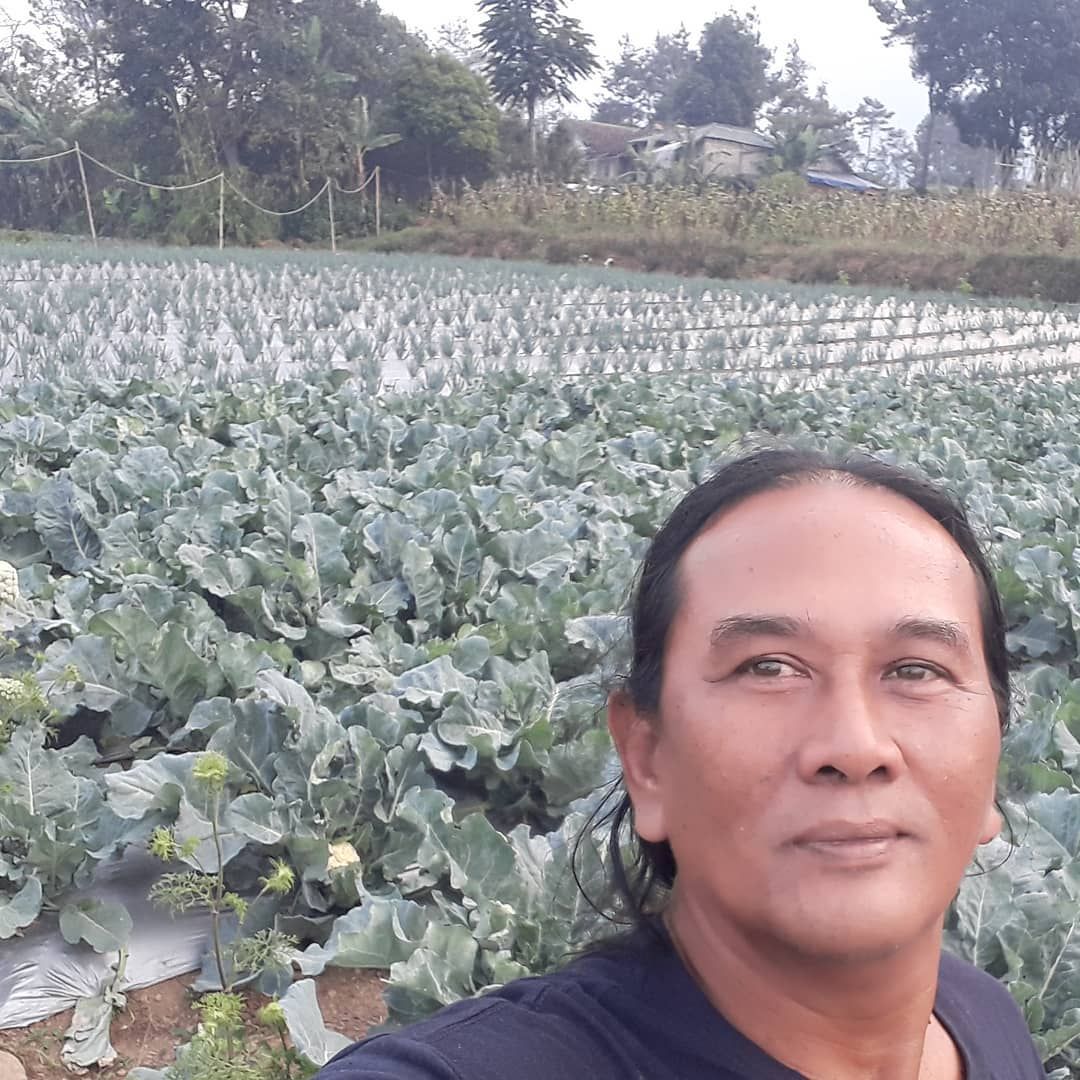 Kenken 'Wiro Sableng' Kini Sibuk Bertani Sayur dan Buah di Bogor