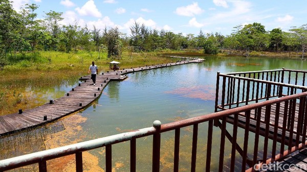 detikcom pun berkesempatan mendatangi kawasan konservasi ini. Sesampainya di kawasan ini, pohon-pohon yang baru saja ditanam dan beberapa kolam besar sudah menyambut pengunjung. detikcom pun berkesempatan mendatangi kawasan konservasi ini. Sesampainya di kawasan ini, pohon-pohon yang baru saja ditanam dan beberapa kolam besar sudah menyambut pengunjung.
