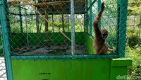 PT. Timah pun menyulap lahan ini menjadi sebuah kawasan konservasi dan wisata pada tahun 2016. Tempat ini dikelola oleh anak perusahaan dari PT Timah yaitu PT Timah Agro Manunggal.