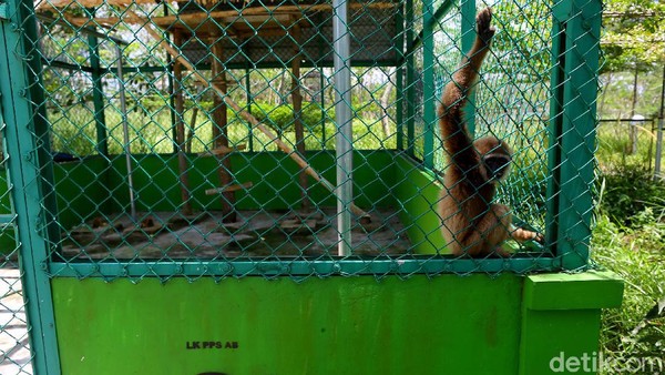 PT. Timah pun menyulap lahan ini menjadi sebuah kawasan konservasi dan wisata pada tahun 2016. Tempat ini dikelola oleh anak perusahaan dari PT Timah yaitu PT Timah Agro Manunggal. PT. Timah pun menyulap lahan ini menjadi sebuah kawasan konservasi dan wisata pada tahun 2016. Tempat ini dikelola oleh anak perusahaan dari PT Timah yaitu PT Timah Agro Manunggal.