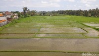 Hamparan sawah yang luas bisa langsung dilihat dari dalam museum maupun galeri Rudana. Jendela kaca di Museum dan Galeri Seni Rupa Rudana yang bening memungkinkan pengunjung melihat langsung pemandangan alam ketika menikmati karya seni. Sayang, sawahnya belum sepenuhnya hijau kembali. (Gibran Maulana Ibrahim/detikTravel)