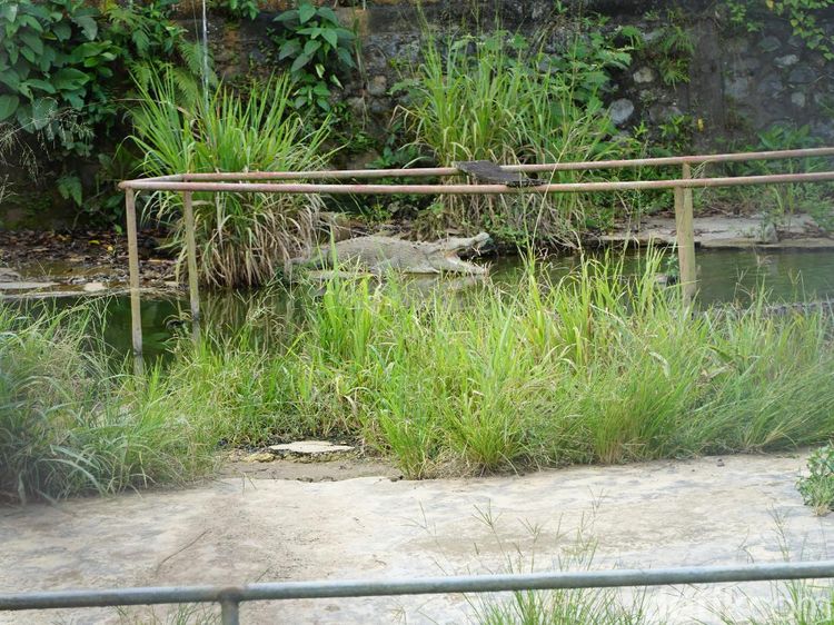 Venue Paralayang PON XX Papua Mepet Penangkaran Buaya di Jantung Kota Jayapura