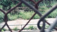 Sebagain kolam buaya itu sudah tidak aktif lagi. (Femi Diah/detikcom)