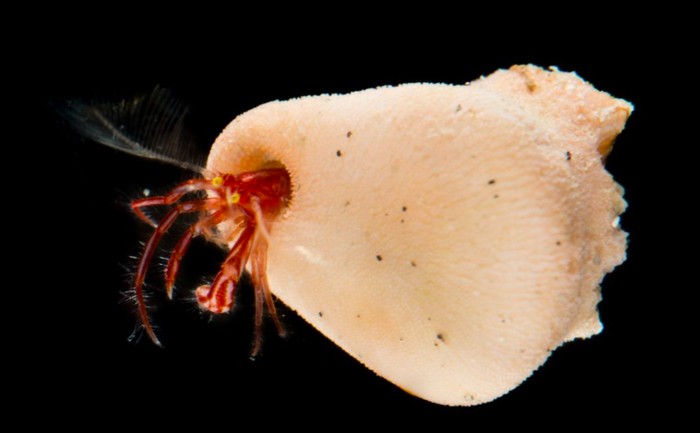 peneliti BRIN