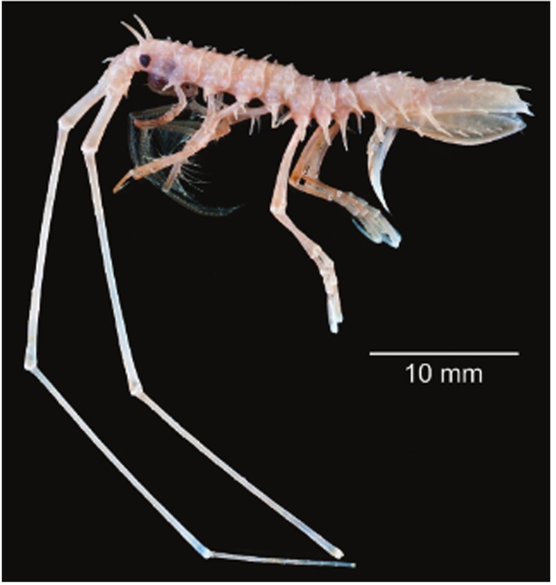 Peneliti Pusat Riset Oseanografi BRIN, Dwi Listyo Rahayu