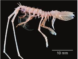 Wujud Spesies Baru yang Ditemukan di Laut Indonesia