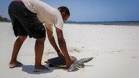 Aksi Kiponda bersama kelompoknya yang tak lelah menyelamatkan para penyu serta mengedukasi masyarakat sekitar akan pentingnya melestarikan hewan-hewan laut, khususnya yang termasuk dalam kategori terancam punah, diharapkan dapat mengantisipasi kepunahan penyu di Kenya agar tetap dapat lestari hingga generasi yang akan datang.