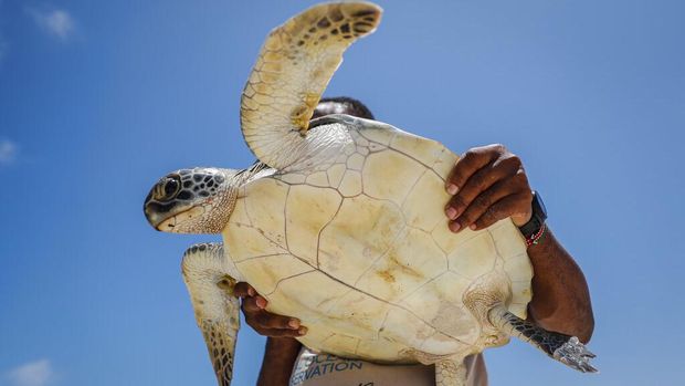 Fikiri Kiponda merupakan mantan akuntan yang kini mendedikasikan dirinya menjadi penyelamat penyu di Kenya. Seperti apa kisahnya?