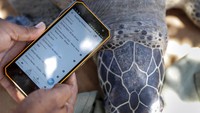 Kiponda kerap dihubungi saat warga maupun para nelayan menemukan penyu terdampar atau tersangkut di jaring penangkap ikan mereka. Usai mendapat panggilan, ia bergegas menuju lokasi untuk memeriksa kondisi penyu tersebut.