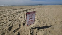 CEO Amplify Energy Martyn Willsher menyebut setidaknya ada 126.000 galon (572.807 liter) minyak mentah tumpah ke perairan Orange County. Papan berupa larangan untuk berenang di lepas pantai Huntington pun terpasang sebagai informasi untuk warga. AP Photo/Ringo H.W. Chiu.  