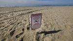 Potret Tumpahan Minyak yang Cemari Pantai di California