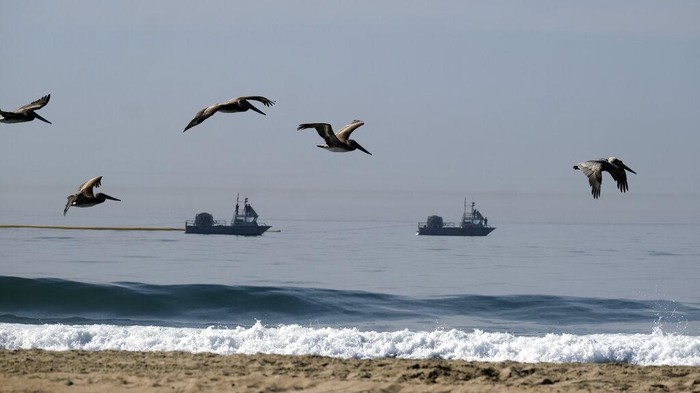Potret Tumpahan Minyak yang Cemari Pantai di California Tumpahan minyak mencemari pantai di kawasan California, Amerika Serikat. Tak hanya mencemari air, sejumlah ikan dan burung mati akibat tumpahan minyak tersebut