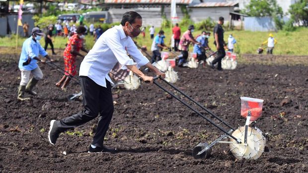 Presiden Jokowi berada di lokasi Tani Maju Makmur, Jln. Rajawali, Keluarahan Klamalu, Kecamatan Aimas, Kabupaten Sorong Papua Barat untuk melakukan penanaman benih jagung didampingi oleh Petani. Senin (4/10/2021). (Setpres-Agus Suparto)