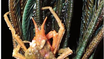 Dwi menjelaskan, Richer de Forfges misalnya, telah memimpin puluhan kapal pesiar dan berpartisipasi dalam ratusan ekspedisi laut dalam selama 40 tahun terakhir di seluruh Indo-Pasifik. Foto: Dok. Pusat Riset Oseanografi BRIN