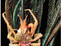 Wujud Spesies Baru yang Ditemukan di Laut Indonesia