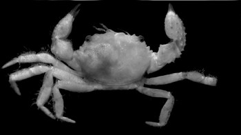 Ekspedisi Sjades melibatkan 31 peneliti dan staf pendukung dari Indonesia dan Singapura, termasuk di dalamnya empat ilmuwan Prancis dan Taiwang yang diundang secara khusus, yaitu Prof. Bertrand Richer de Forges, Prof. Chan Tin-Yam, Dr Lin Chia-Wei, dan Dr Yang Chien-Hui. Foto: Dok. Pusat Riset Oseanografi BRIN