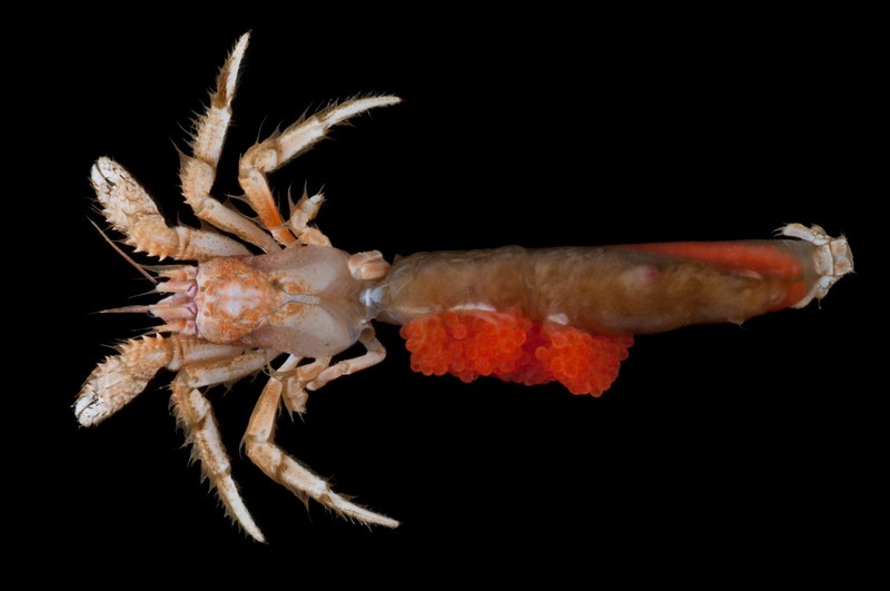 Pusat Riset Oseanografi BRIN menemukan 27 spesies baru di di perairan dalam Selat Sunda dan Barat Daya Jawa.