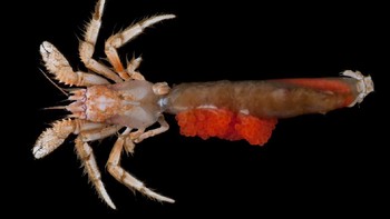 “Hal ini penting tidak hanya untuk ilmu kelautan secara umum, pengetahuan kita tentang laut dalam, tetapi juga untuk memahami keanekaragaman hayati perairan dalam di selatan Jawa, dan Indonesia, serta memungkinkan negara untuk mengelola sumber daya yang tersedia di sana dengan lebih optimal,” tambah Dwi. Foto: Dok. Pusat Riset Oseanografi BRIN