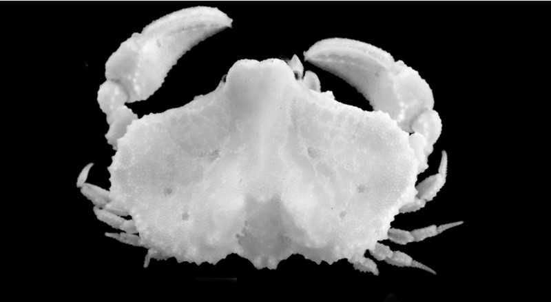 Pusat Riset Oseanografi BRIN menemukan 27 spesies baru di di perairan dalam Selat Sunda dan Barat Daya Jawa.