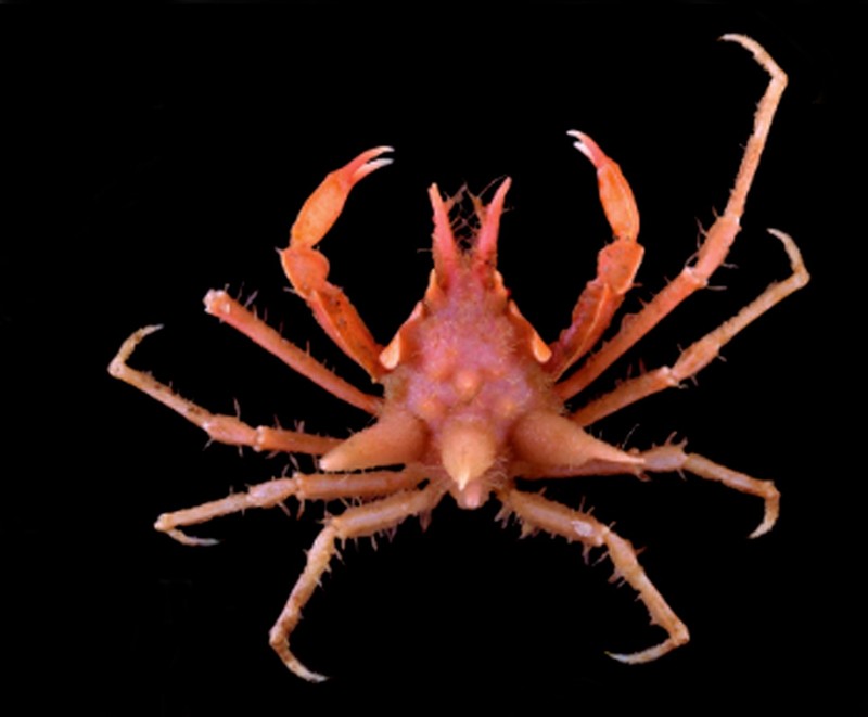 Pusat Riset Oseanografi BRIN menemukan 27 spesies baru di di perairan dalam Selat Sunda dan Barat Daya Jawa.