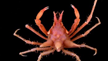 Sebelumnya di Tahun 2019-2020 publikasi yang terbit terkait Pisces (2 taxa)- ikan; Echinodermata (Asteroidea) (2 taxa) - Bintang Laut; Udang/lobster; Crustacea (Isopoda) (1 taxa) Kecoak laut; dan Kepiting Foto: Dok. Pusat Riset Oseanografi BRIN