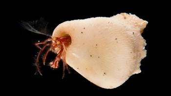 Tahun 2021 keluar publikasi untuk Annelida (Polychaeta) (1 taxon) – Cacing; Mollusca (Bivalvia) (1 taxon)- Kerang; Crustacea (Isopoda) (1 taxon) Kecoak laut; Crustasea-Kelomang (2 taxa); Crustacea-Kepiting (8 taxa); dan Crustacea (Tanaidacea) (3 taxa) krustasea. Foto: Dok. Pusat Riset Oseanografi BRIN