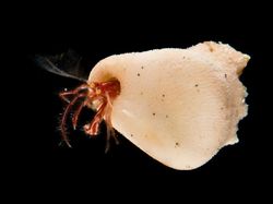 Wujud Spesies Baru yang Ditemukan di Laut Indonesia