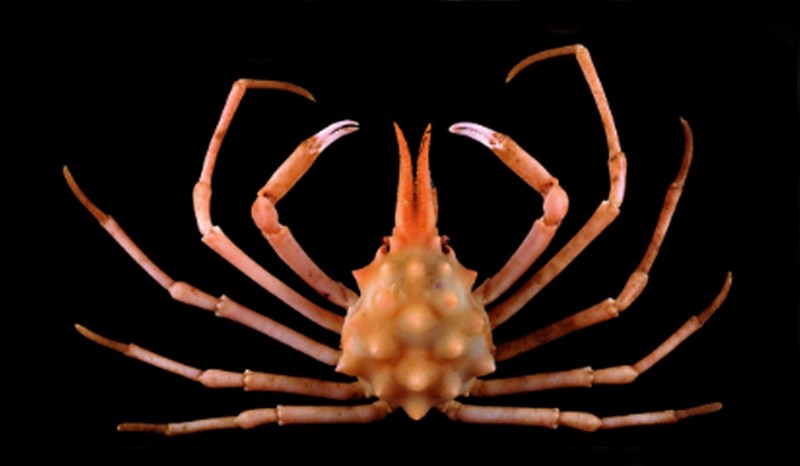 Pusat Riset Oseanografi BRIN menemukan 27 spesies baru di di perairan dalam Selat Sunda dan Barat Daya Jawa.