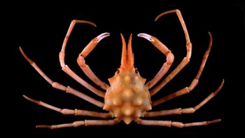 Selain itu 3.600 spesies Kerang, 3.200 spesies Bintang Laut dan Bulu Babi, 900 spesies Cacing Laut, serta 700 spesies Hermit Crabs. Foto: Dok. Pusat Riset Oseanografi BRIN