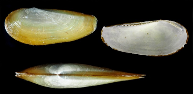 Pusat Riset Oseanografi BRIN menemukan 27 spesies baru di di perairan dalam Selat Sunda dan Barat Daya Jawa.