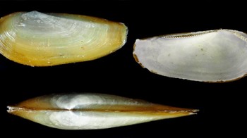 Bahkan, peneliti mengungkapkan lebih dari 12.000 spesimen dari 8.000 spesies berhasil dikumpulkan. Terdiri dari 1.000 spesies Ikan, 940 spesies Udang, 450 spesies Kepiting, dan 430 spesies Squat Lobster. Foto: Dok. Pusat Riset Oseanografi BRIN