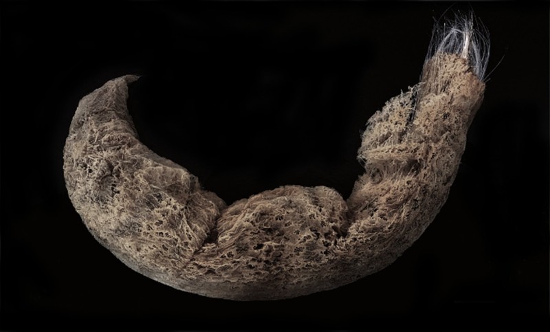 Pusat Riset Oseanografi BRIN menemukan 27 spesies baru di di perairan dalam Selat Sunda dan Barat Daya Jawa.