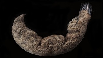 “Kami berhasil menemukan satu genus baru, 27 spesies baru dan lebih dari 260 rekor baru untuk Indonesia,” ujar Peneliti Pusat Riset Oseanografi BRIN, Dwi Listyo Rahayu. Foto: Dok. Pusat Riset Oseanografi BRIN