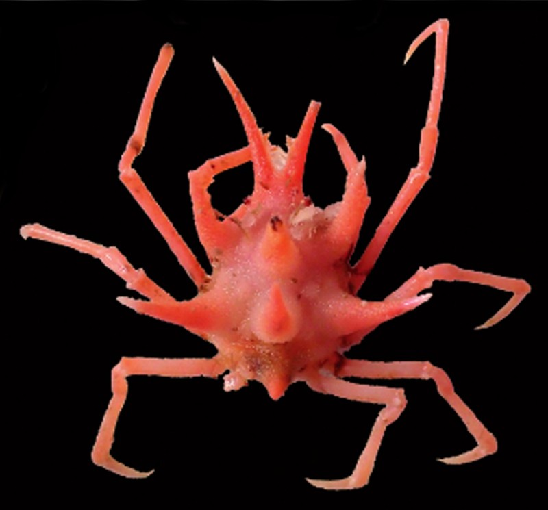 Pusat Riset Oseanografi BRIN menemukan 27 spesies baru di di perairan dalam Selat Sunda dan Barat Daya Jawa.