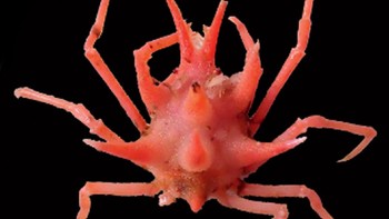 “Pengalaman serta keahliannya sangat berguna selama pelayaran. Sedangkan Prof. Chan dan timnya telah menjadi bagian dari banyak ekspedisi Prancis selama satu dekade terakhir,” kata Dwi.  Foto: Dok. Pusat Riset Oseanografi BRIN