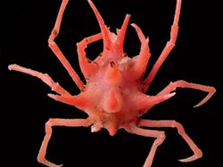 Wujud Spesies Baru yang Ditemukan di Laut Indonesia