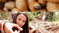 Bahkan, ia juga pernah mencicipi kuliner ekstrem yakni ulat sagu. Ulat sagu itu disantap mentah-mentah setelah diambil dari pohon sagu. Foto: Instagram @sabrinaanggraini