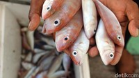 PT TIMAH bisa menjadi contoh dan teladan bagi perusahaan lain yang melakukan kegiatan-kegiatan di laut.