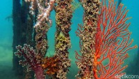 Monitoring ini dilakukan untuk meneliti beberapa jenis biota laut dan spesies yang ada di laut Bangka. Ini juga yang dinamakan reklamasi laut. Bahkan, lambat laun apartemen-apartemen tersebut dapat menjadi karang buatan bila sudah semakin lama berada di dasar laut.